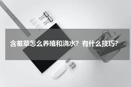 含羞草怎么养殖和浇水？有什么技巧？