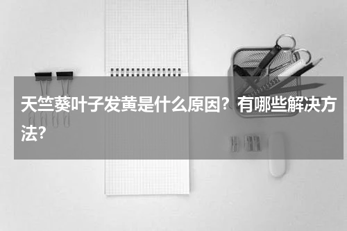 天竺葵叶子发黄是什么原因？有哪些解决方法？
