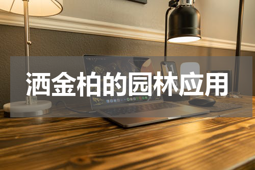 洒金柏的园林应用