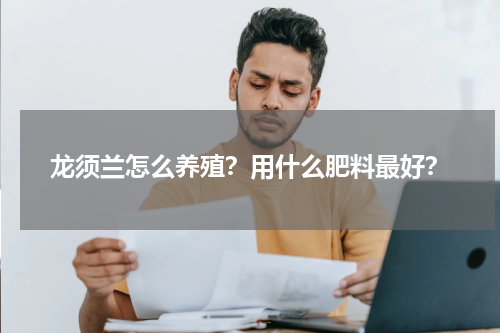 龙须兰怎么养殖？用什么肥料最好？