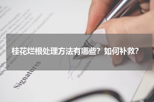 桂花烂根处理方法有哪些？如何补救？