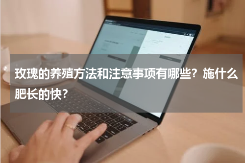 玫瑰的养殖方法和注意事项有哪些？施什么肥长的快？