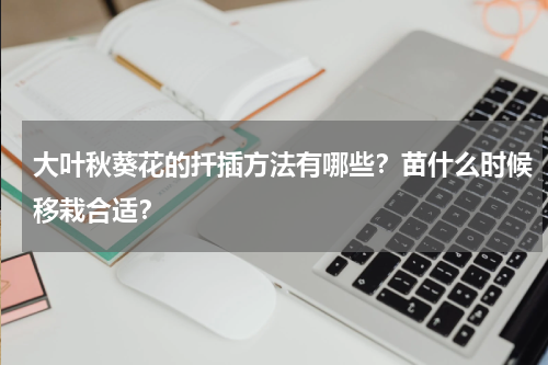 大叶秋葵花的扦插方法有哪些？苗什么时候移栽合适？