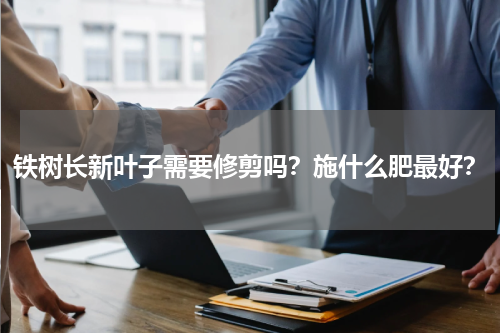 铁树长新叶子需要修剪吗？施什么肥最好？
