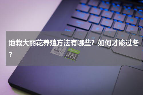 地栽大丽花养殖方法有哪些？如何才能过冬？