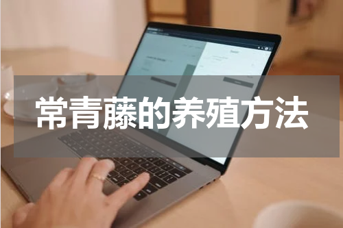 常青藤的养殖方法