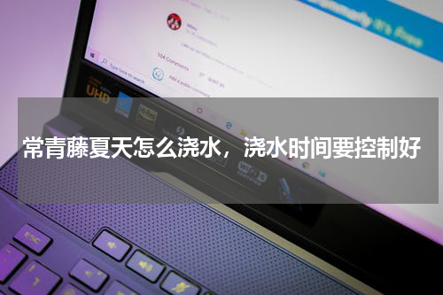 常青藤夏天怎么浇水，浇水时间要控制好