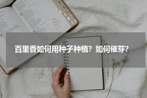 百里香如何用种子种植？如何催芽？