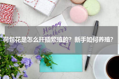 荷包花是怎么扦插繁殖的？新手如何养殖？