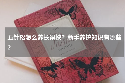 五针松怎么养长得快？新手养护知识有哪些？