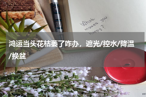 鸿运当头花枯萎了咋办，遮光/控水/降温/换盆