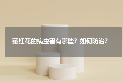 藏红花的病虫害有哪些？如何防治？