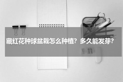 藏红花种球盆栽怎么种植？多久能发芽？
