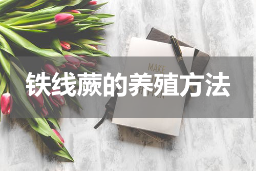 铁线蕨的养殖方法