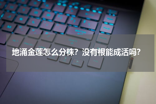 地涌金莲怎么分株？没有根能成活吗？