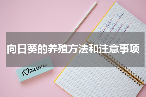 向日葵的养殖方法和注意事项