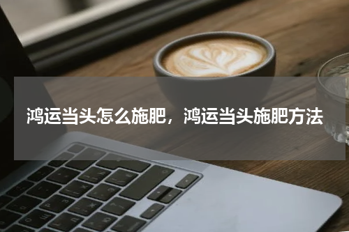 鸿运当头怎么施肥，鸿运当头施肥方法