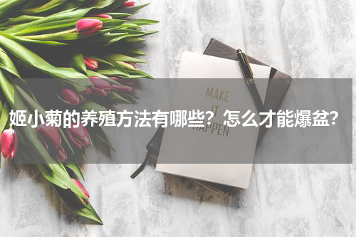 姬小菊的养殖方法有哪些？怎么才能爆盆？