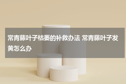 常青藤叶子枯萎的补救办法 常青藤叶子发黄怎么办