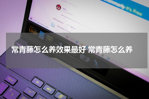 常青藤怎么养效果最好 常青藤怎么养