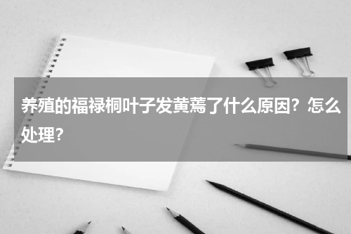 养殖的福禄桐叶子发黄蔫了什么原因？怎么处理？