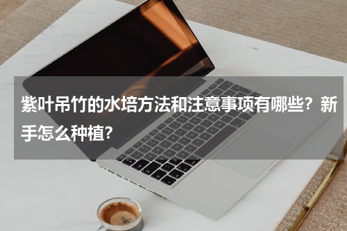 紫叶吊竹的水培方法和注意事项有哪些？新手怎么种植？