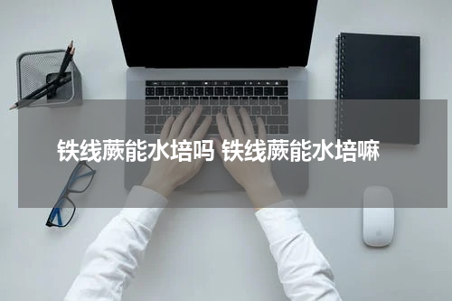 铁线蕨能水培吗 铁线蕨能水培嘛