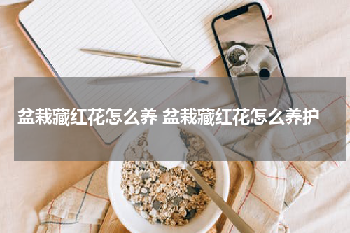 盆栽藏红花怎么养 盆栽藏红花怎么养护