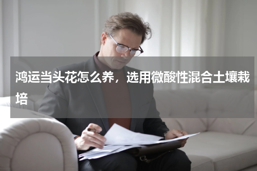 鸿运当头花怎么养，选用微酸性混合土壤栽培
