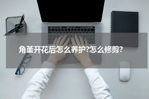 角堇开花后怎么养护?怎么修剪？
