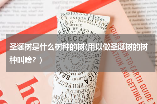 圣诞树是什么树种的树(用以做圣诞树的树种叫啥？)