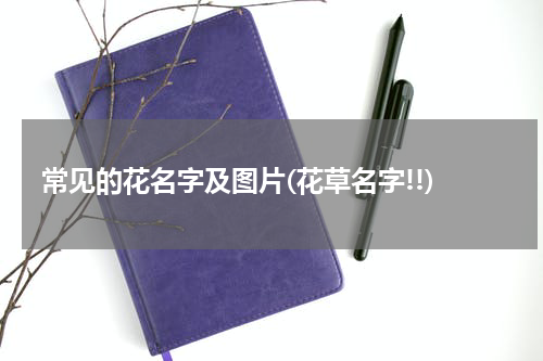 常见的花名字及图片(花草名字!!)