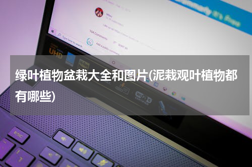 绿叶植物盆栽大全和图片(泥栽观叶植物都有哪些)