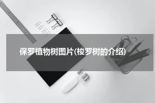 保罗植物树图片(梭罗树的介绍)