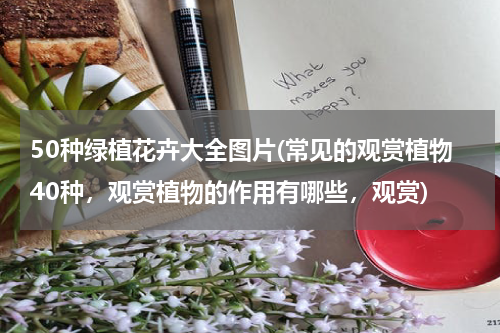 50种绿植花卉大全图片(常见的观赏植物40种，观赏植物的作用有哪些，观赏)
