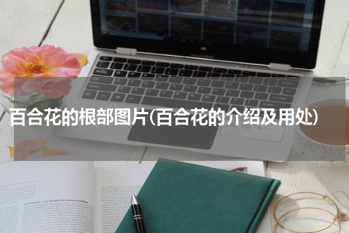 百合花的根部图片(百合花的介绍及用处)