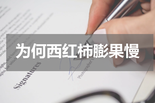为何西红柿膨果慢