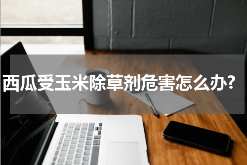 西瓜受玉米除草剂危害怎么办?