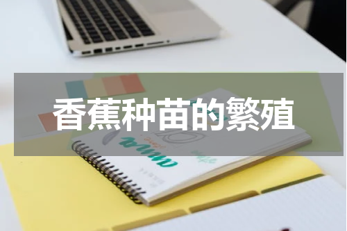 香蕉种苗的繁殖