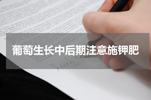 葡萄生长中后期注意施钾肥