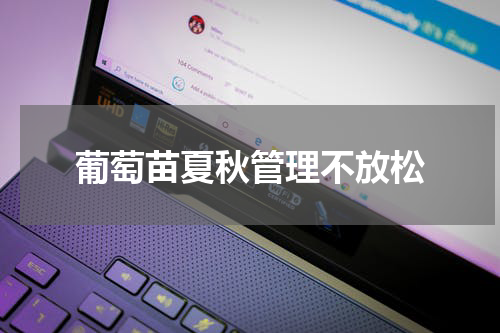 葡萄苗夏秋管理不放松