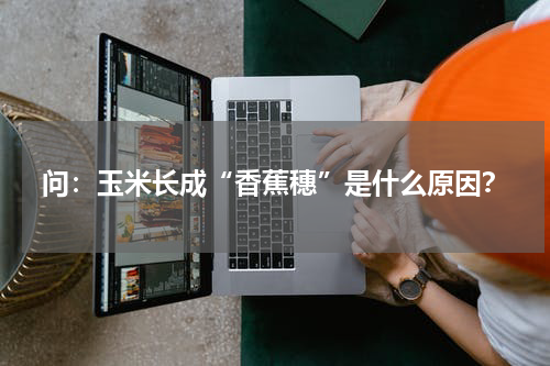 问：玉米长成“香蕉穗”是什么原因？
