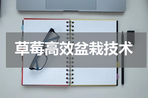 草莓高效盆栽技术