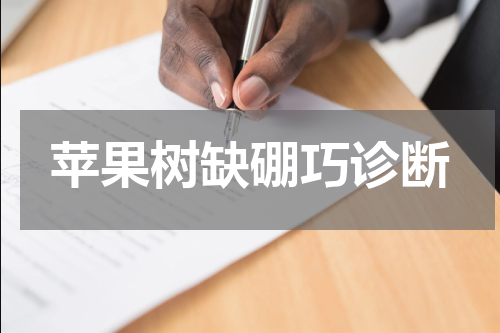 苹果树缺硼巧诊断