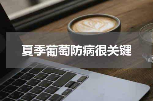 夏季葡萄防病很关键