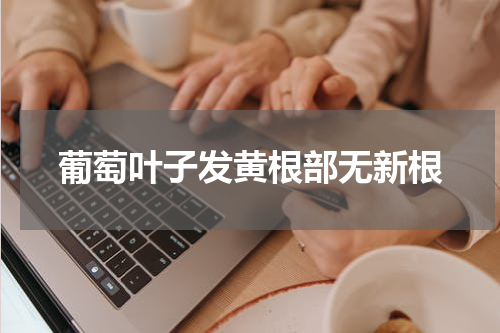 葡萄叶子发黄根部无新根