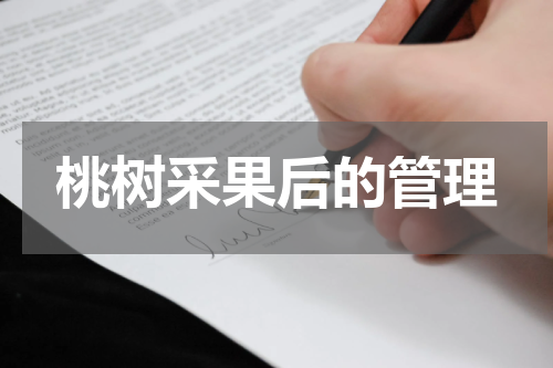 桃树采果后的管理