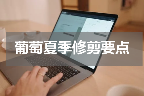 葡萄夏季修剪要点