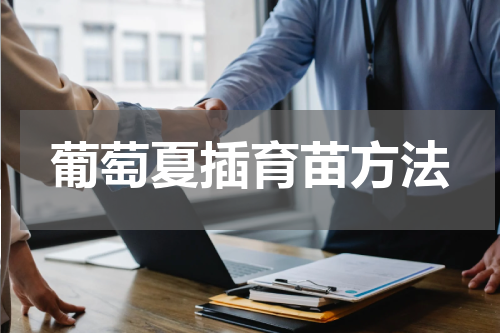 葡萄夏插育苗方法