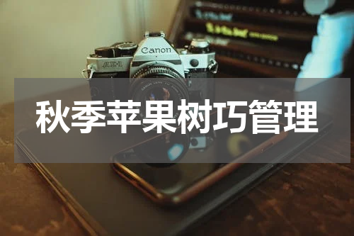 秋季苹果树巧管理
